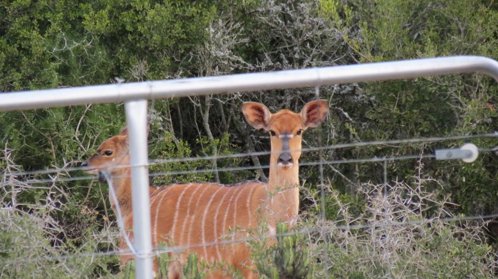 Kudu Ridge Game Lodge Аддо Екстер'єр фото