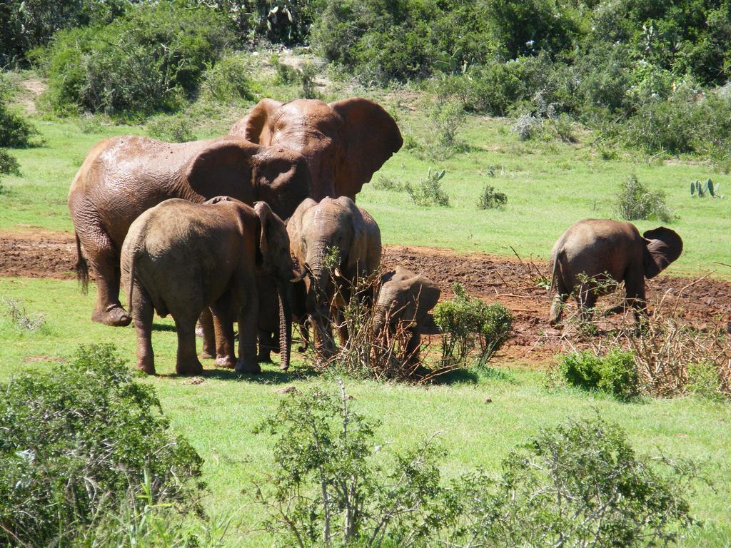Kudu Ridge Game Lodge Аддо Екстер'єр фото