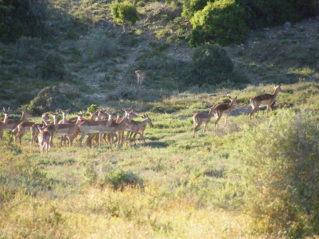 Kudu Ridge Game Lodge Аддо Екстер'єр фото