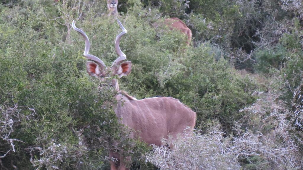 Kudu Ridge Game Lodge Аддо Екстер'єр фото