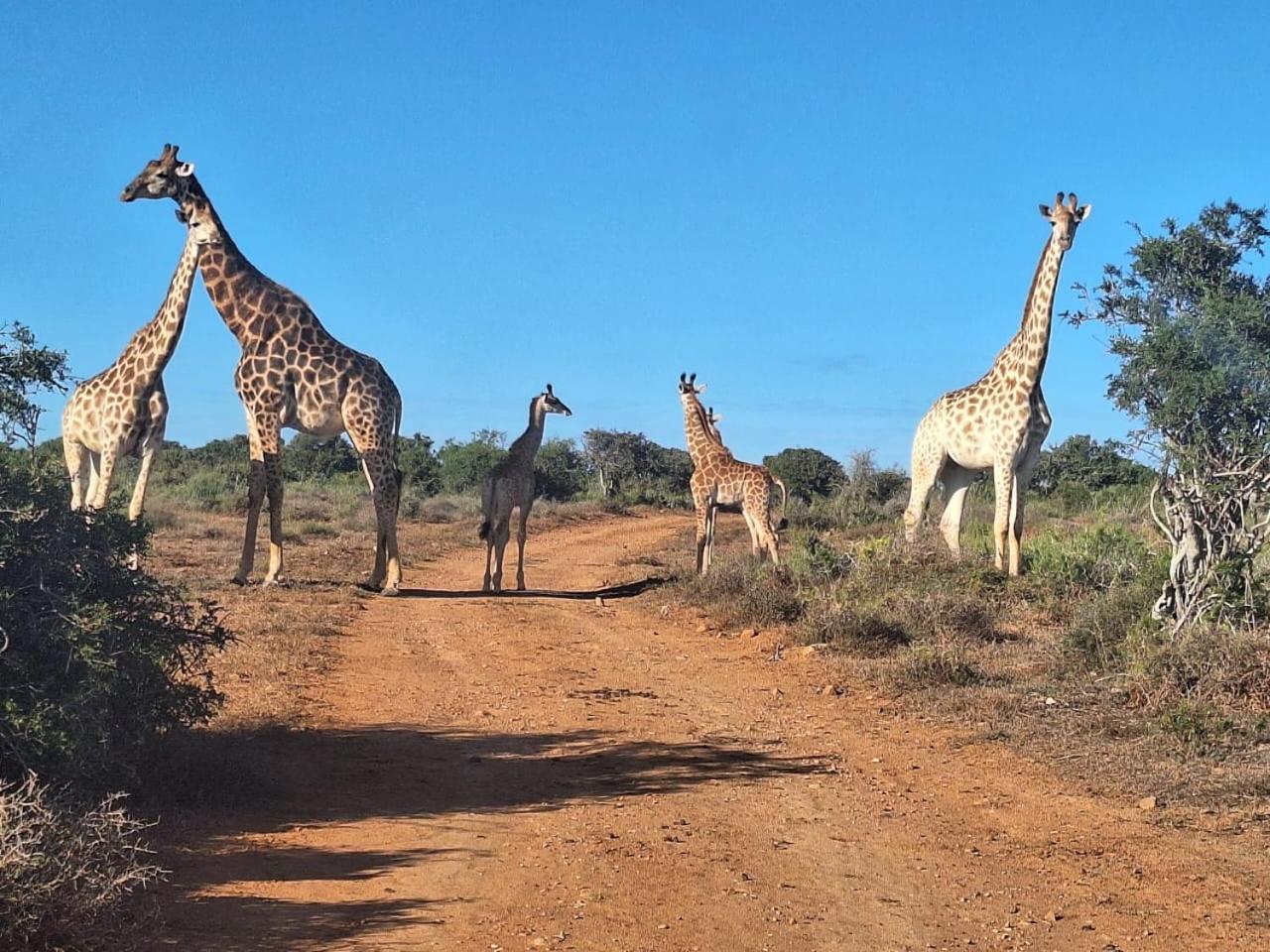 Kudu Ridge Game Lodge Аддо Екстер'єр фото