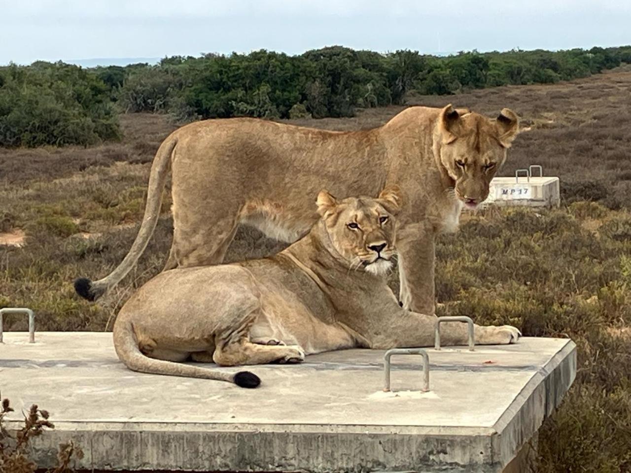 Kudu Ridge Game Lodge Аддо Екстер'єр фото