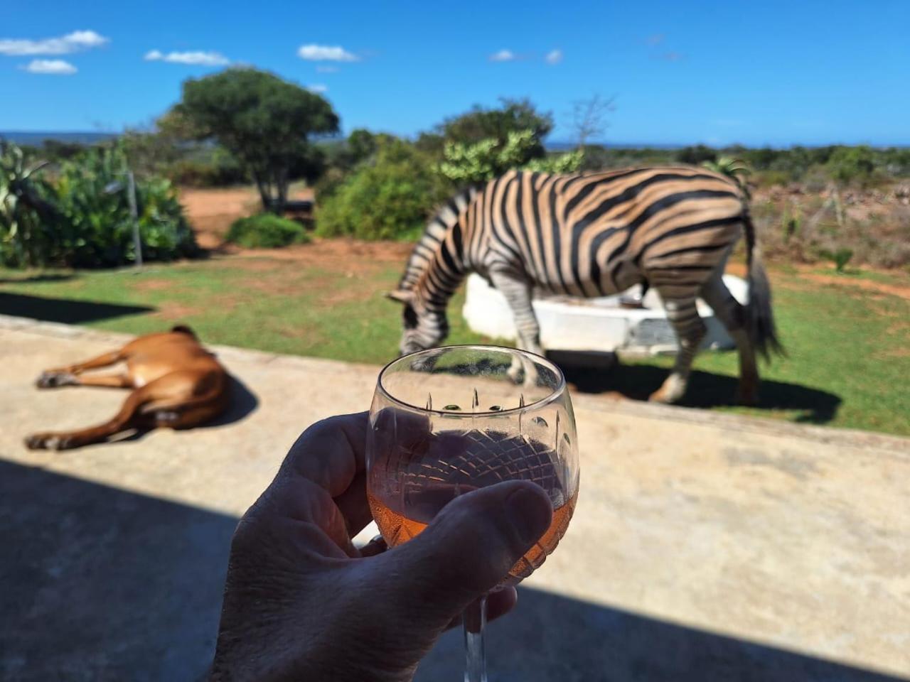 Kudu Ridge Game Lodge Аддо Екстер'єр фото