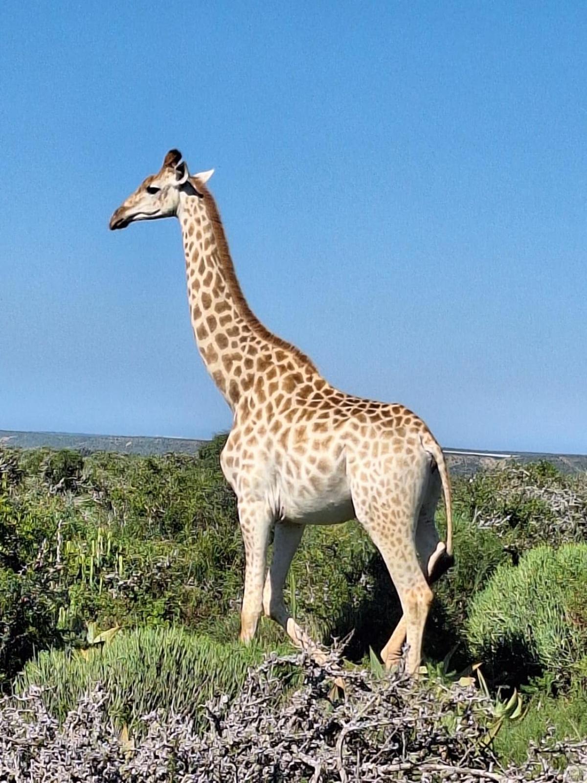 Kudu Ridge Game Lodge Аддо Екстер'єр фото