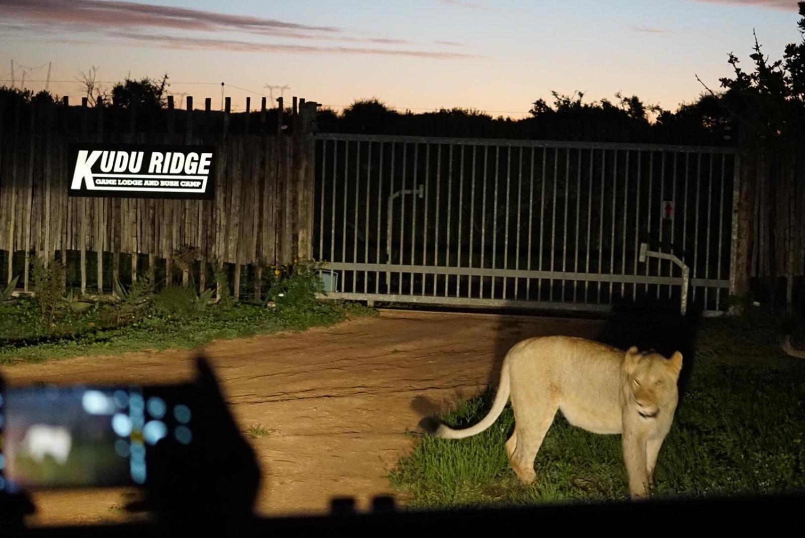 Kudu Ridge Game Lodge Аддо Екстер'єр фото