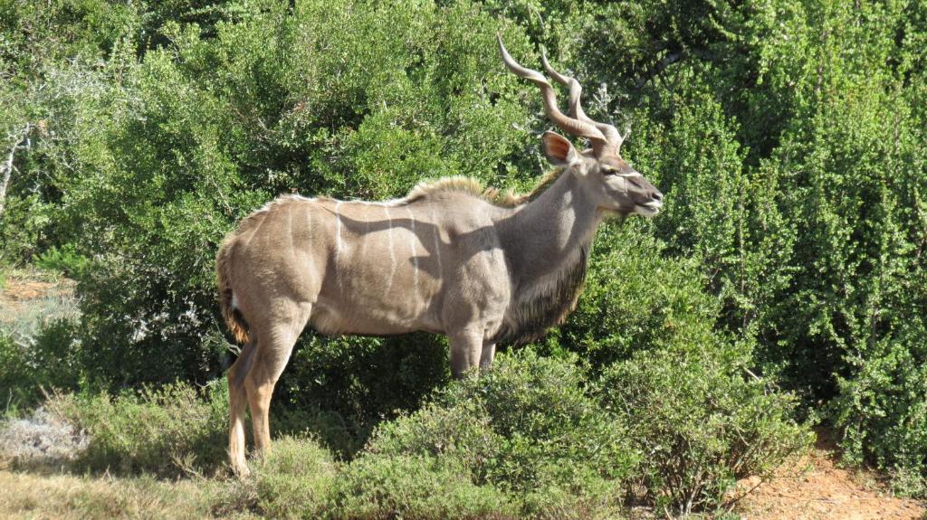Kudu Ridge Game Lodge Аддо Екстер'єр фото
