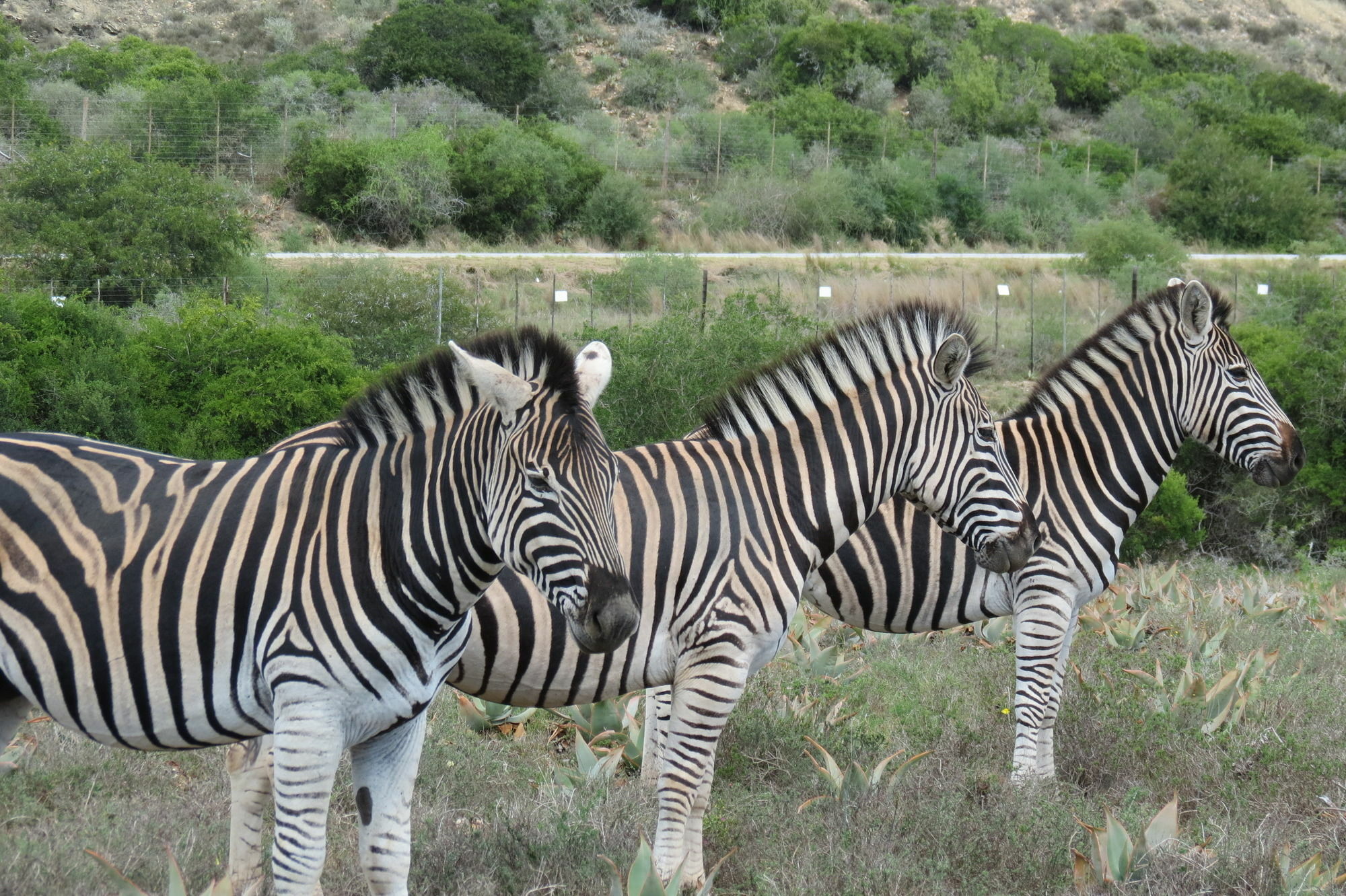 Kudu Ridge Game Lodge Аддо Екстер'єр фото